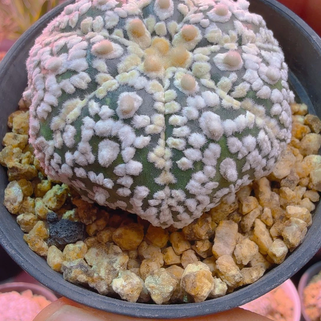 七瓣高绒多肉植物