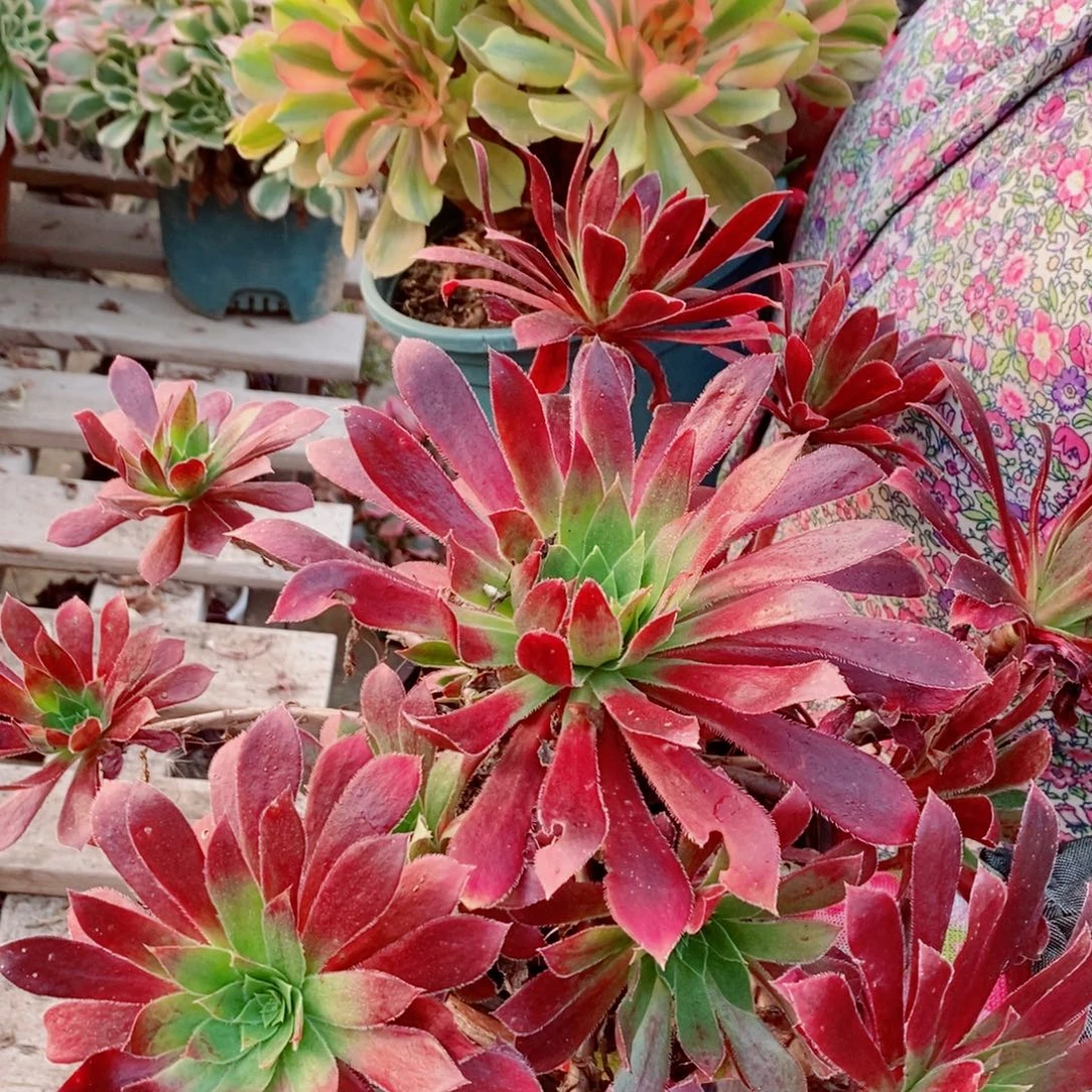 完全开放孔雀➕维纳多肉1颗多肉