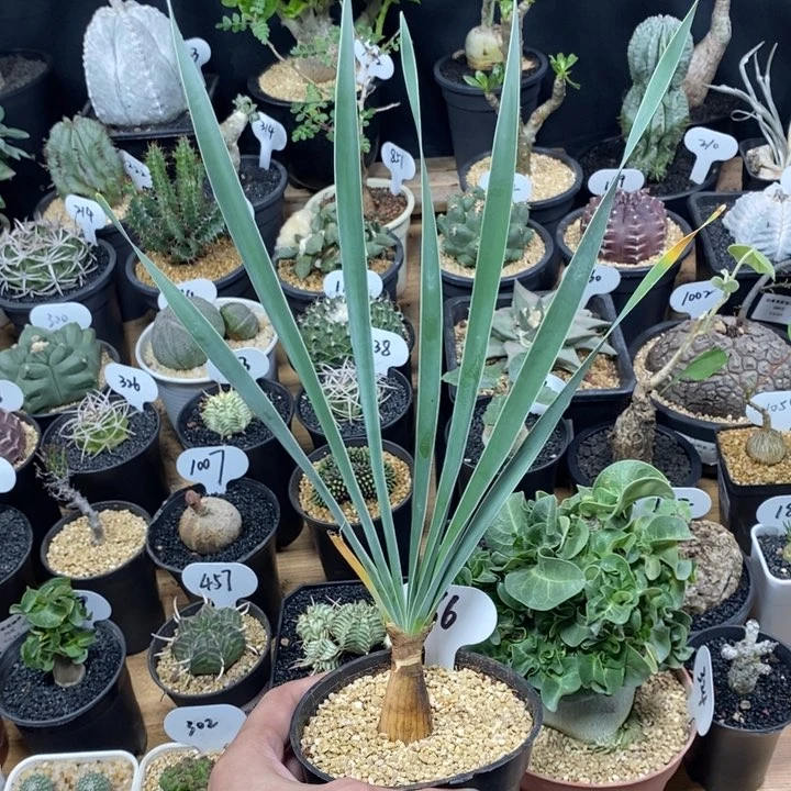 一****芬专拍66号波叶