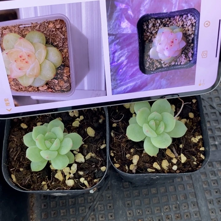 上盆寒绯一个多肉量