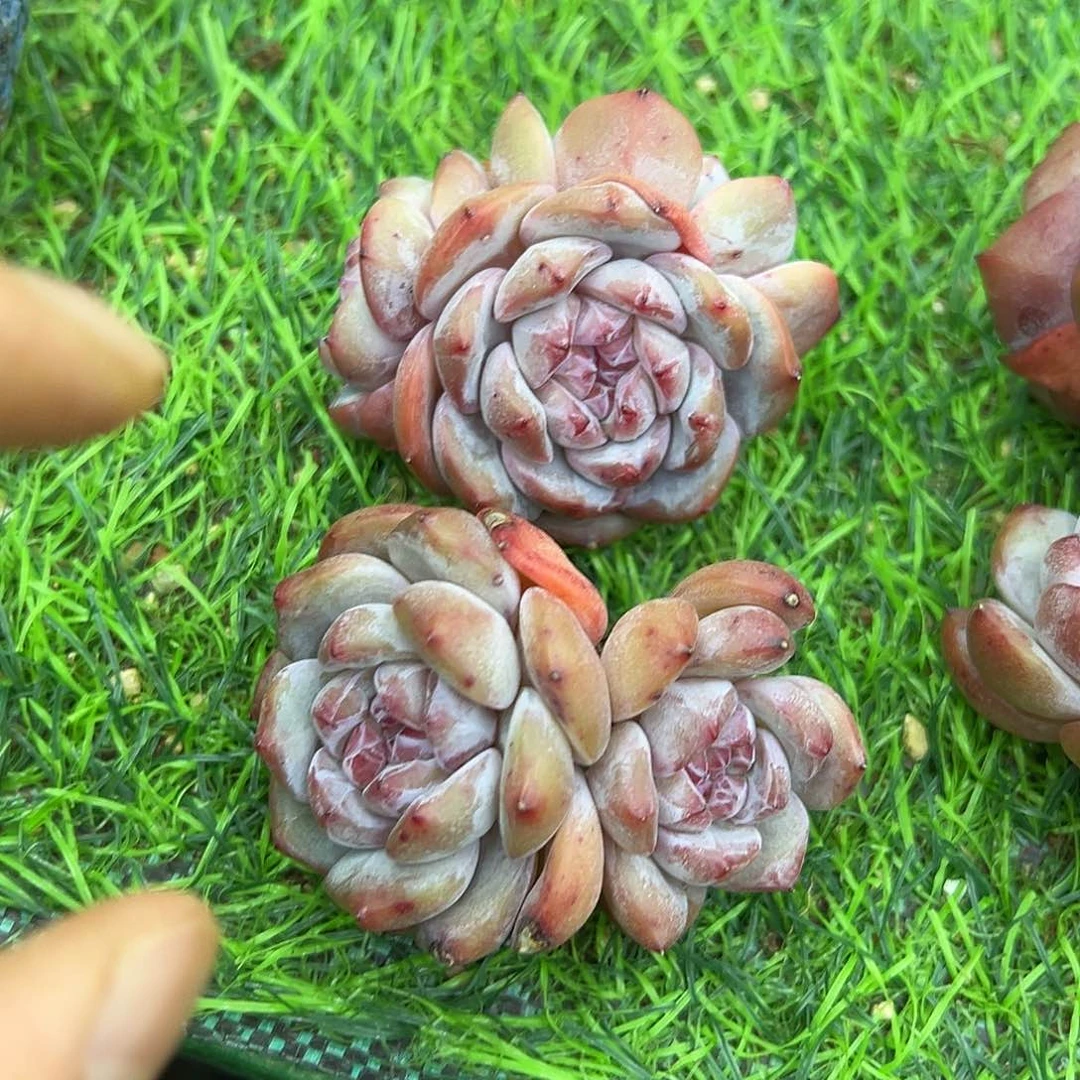 小*啊石榴籽星影小树福利