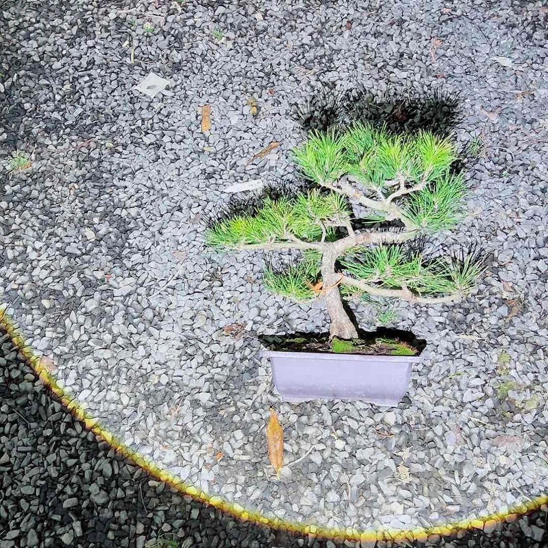 无花朵明*明盆景皋月黑松9265