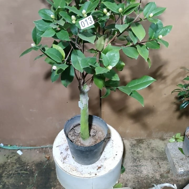 13姚黄，原盆原土发货，不包邮