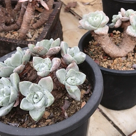 厚叶苹果叶仙女棒杯