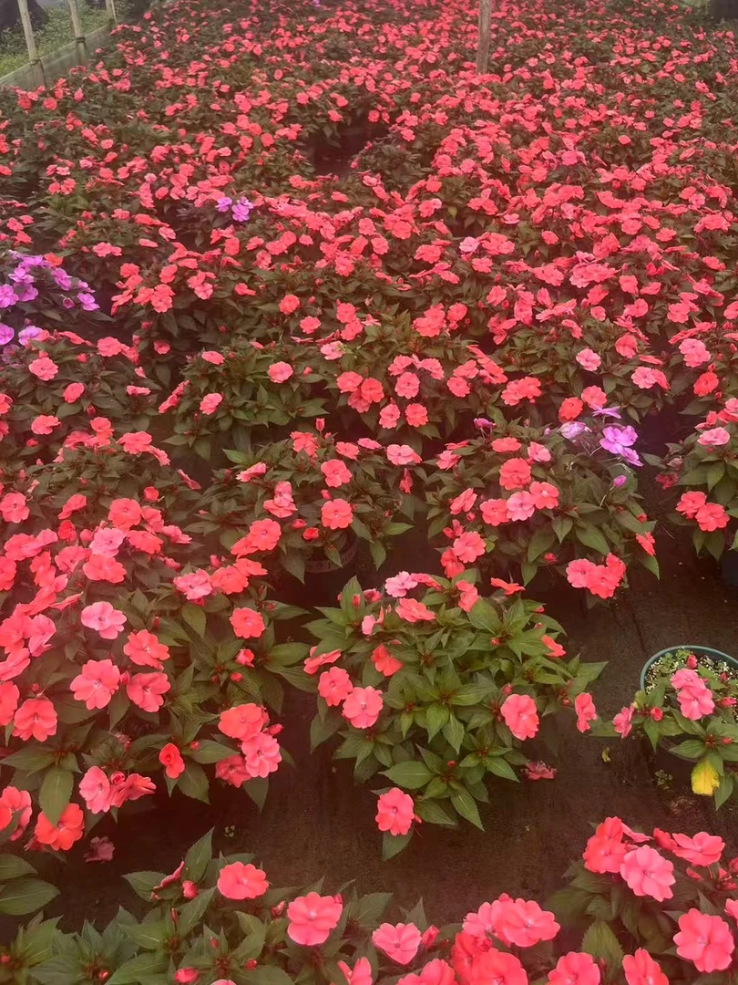 超级凤仙花桑蓓斯盆栽花卉耐热耐雨淋四季开花发货适合家庭园艺
