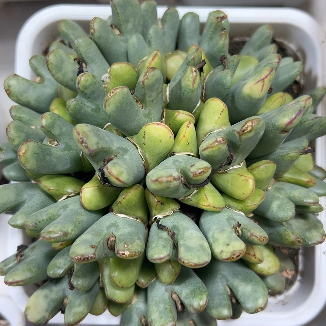 少帅锦多肉植物锦