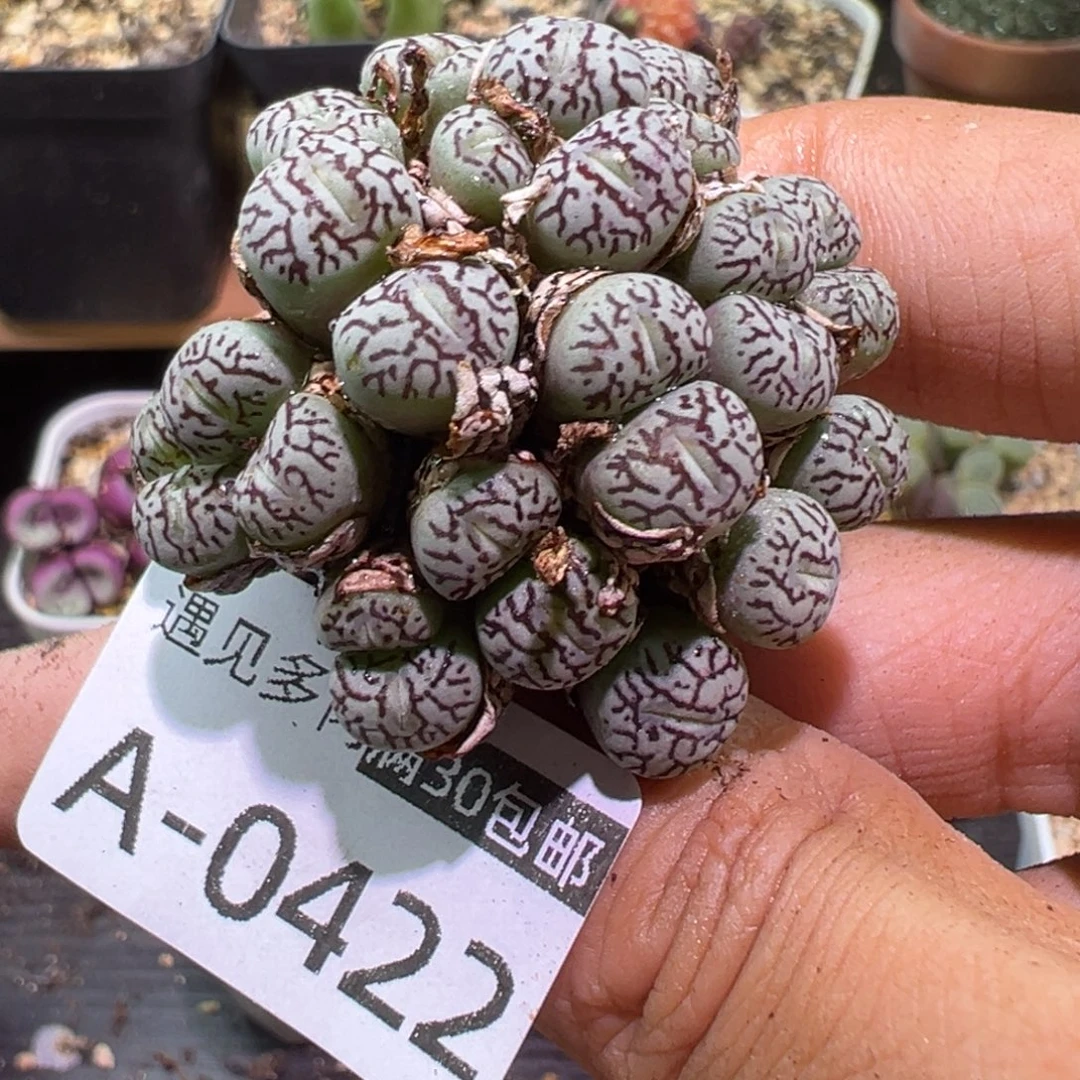 多肉植物11111111111