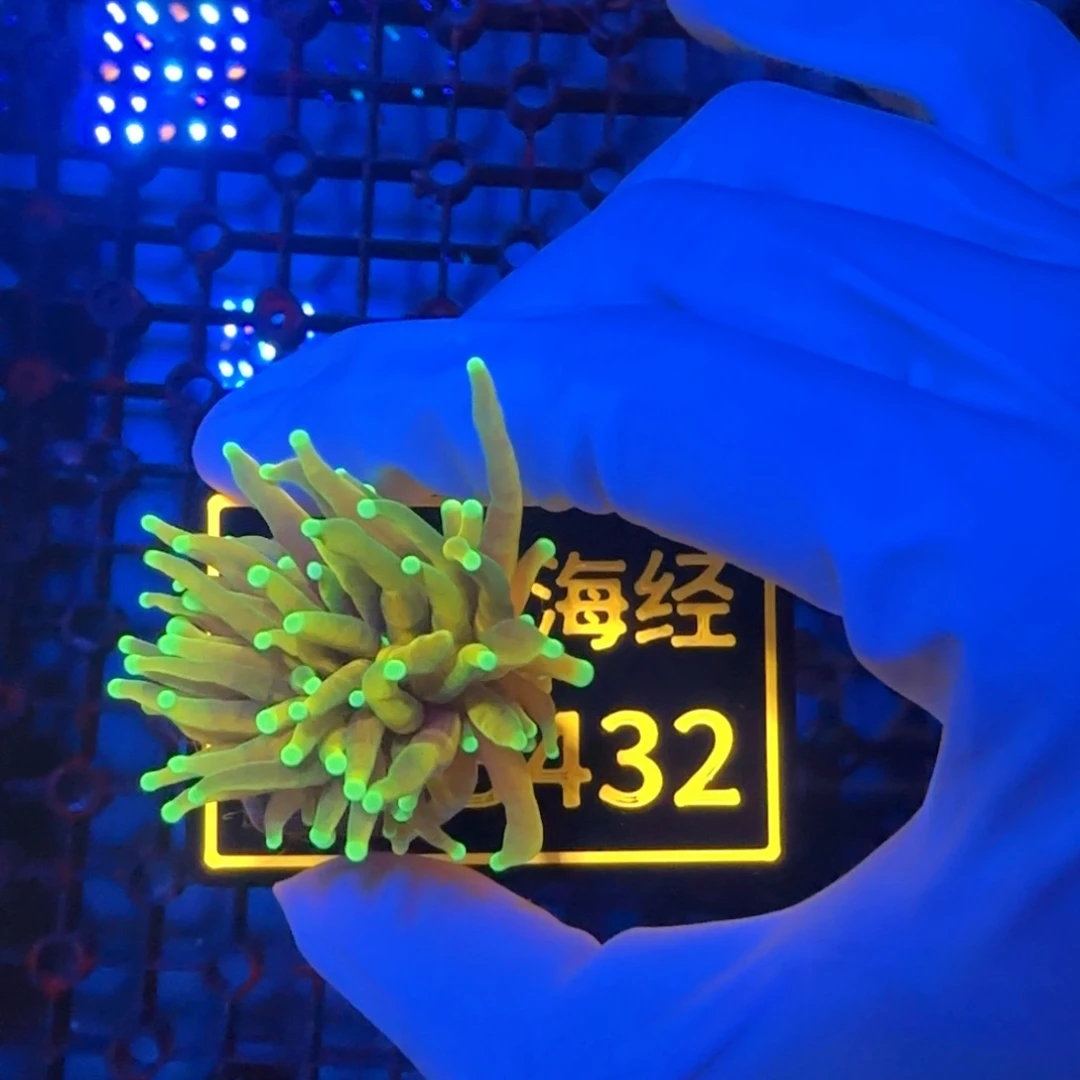 灬***灬纽扣珊瑚又又不包邮龙魂金B432