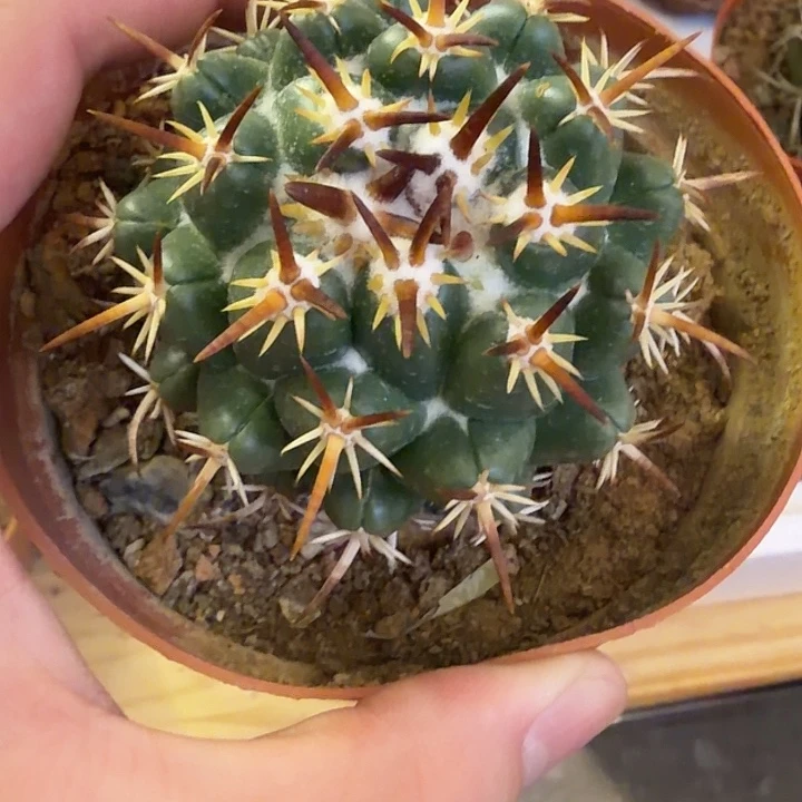 实生豪刺钢钉品相自观如图