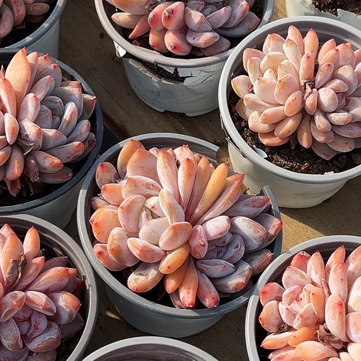 多头              雪天使