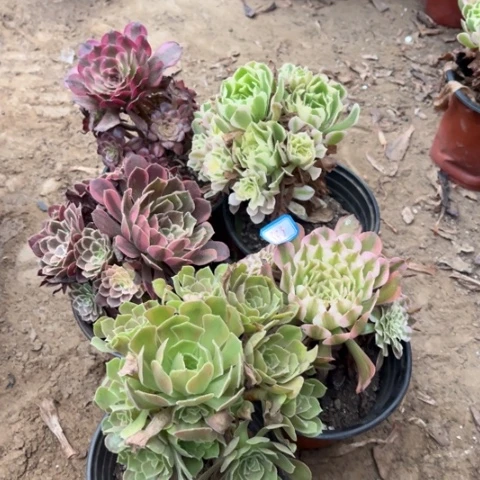383多肉植物组合，