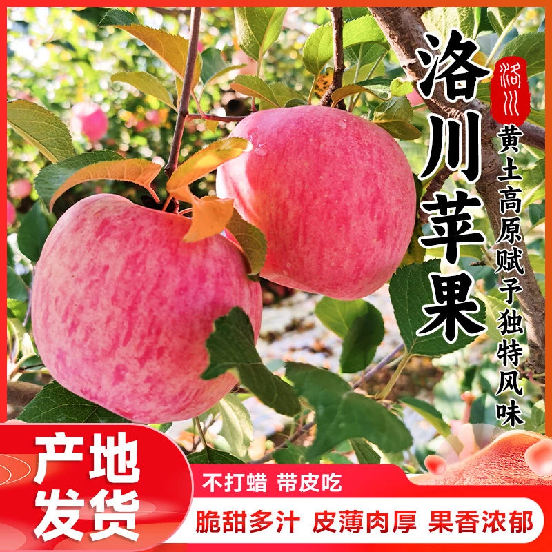 【小芳助农】2025新苹果陕西洛川早熟红富士苹果脆甜多汁新鲜水果