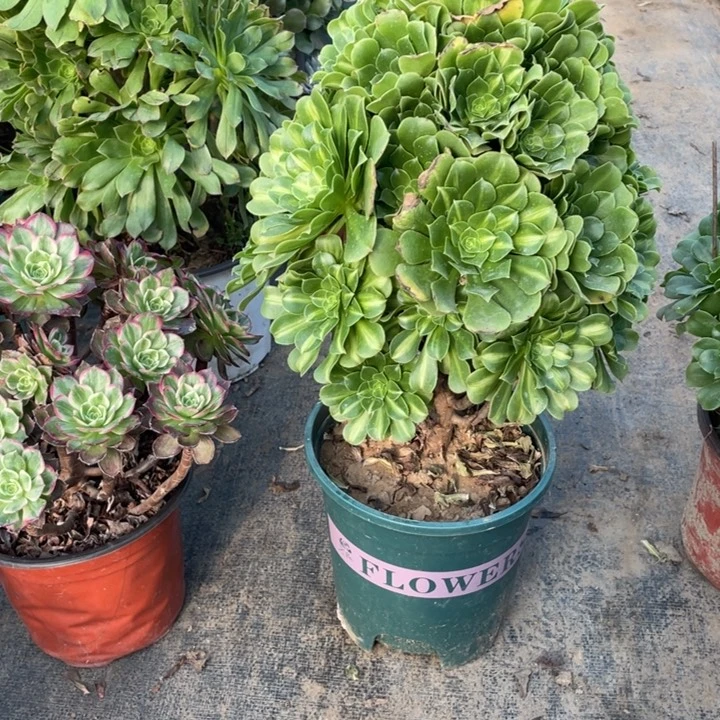 14翡翠琉璃多肉多肉多肉植物