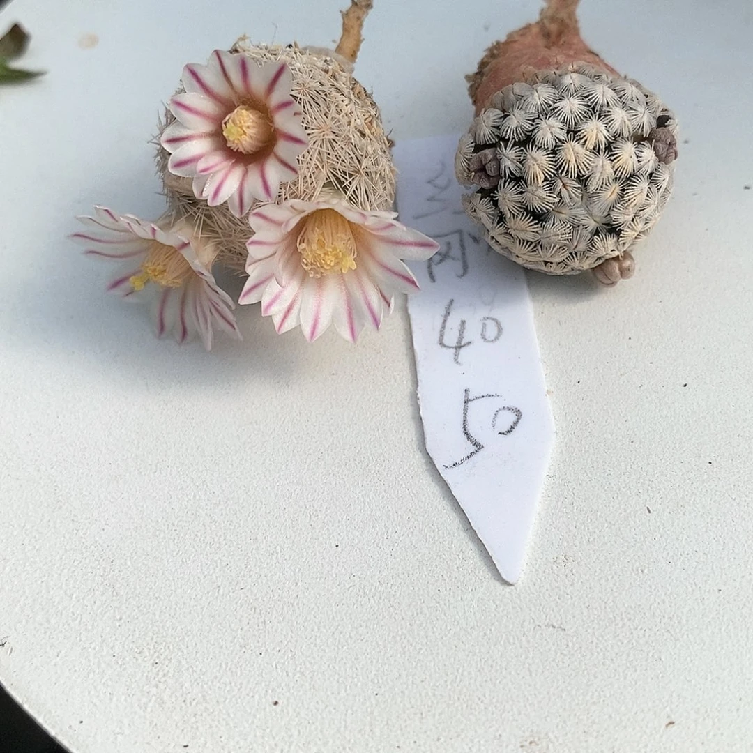 L****刚花花花花花花花花花花