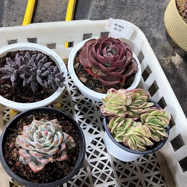 26.77一筐多肉植物