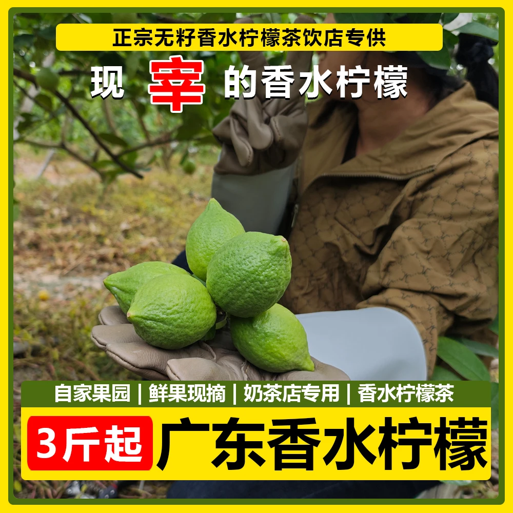 广东无籽香水柠檬爆香型奶茶店专用3-5斤精选优质产区香水柠檬