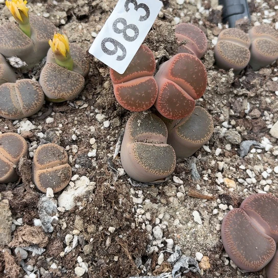 哎***喂生石花一物一拍983