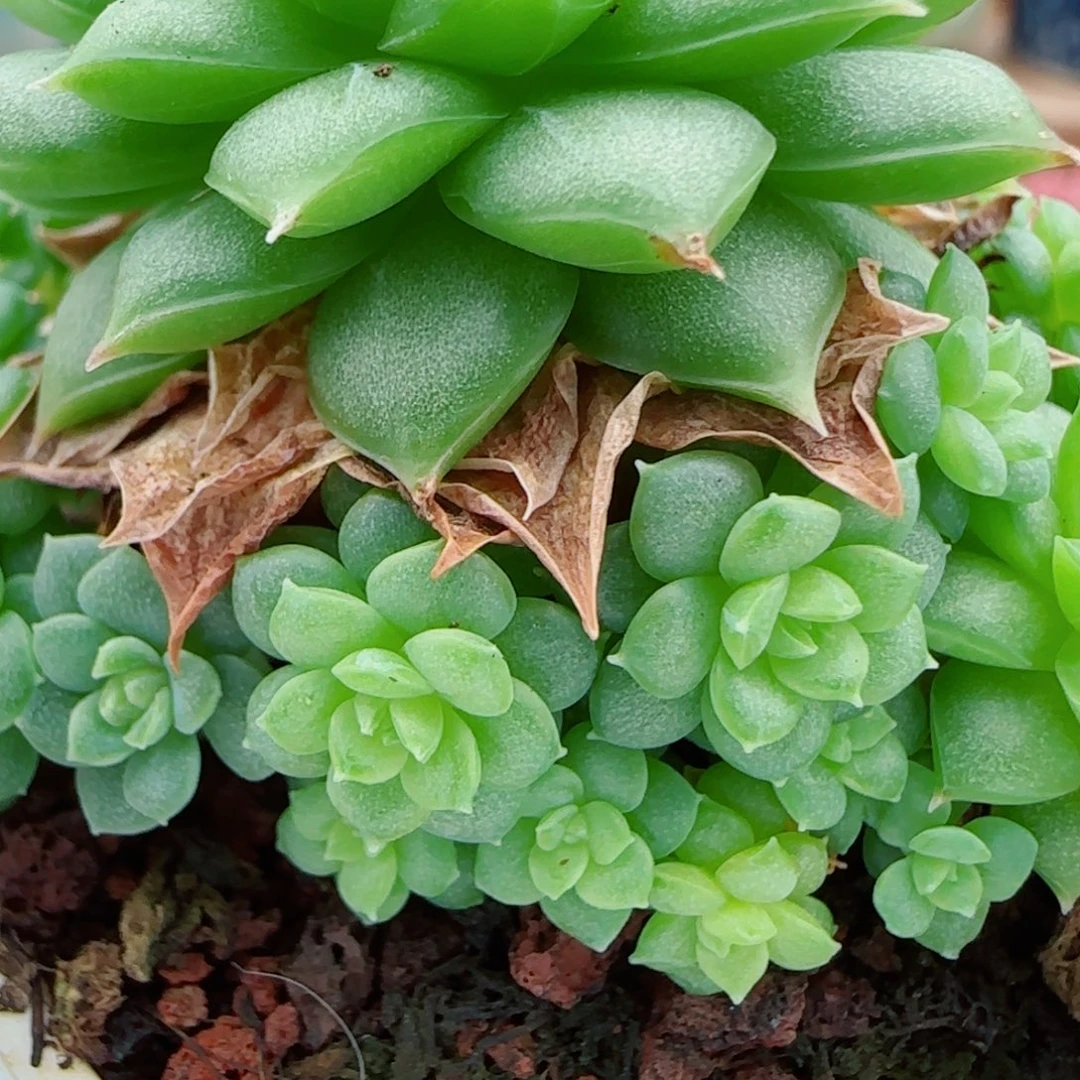 花语逸镜1003-62整