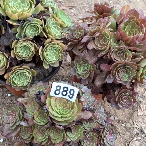 用***8粉花妖花月夜桃花石法师889