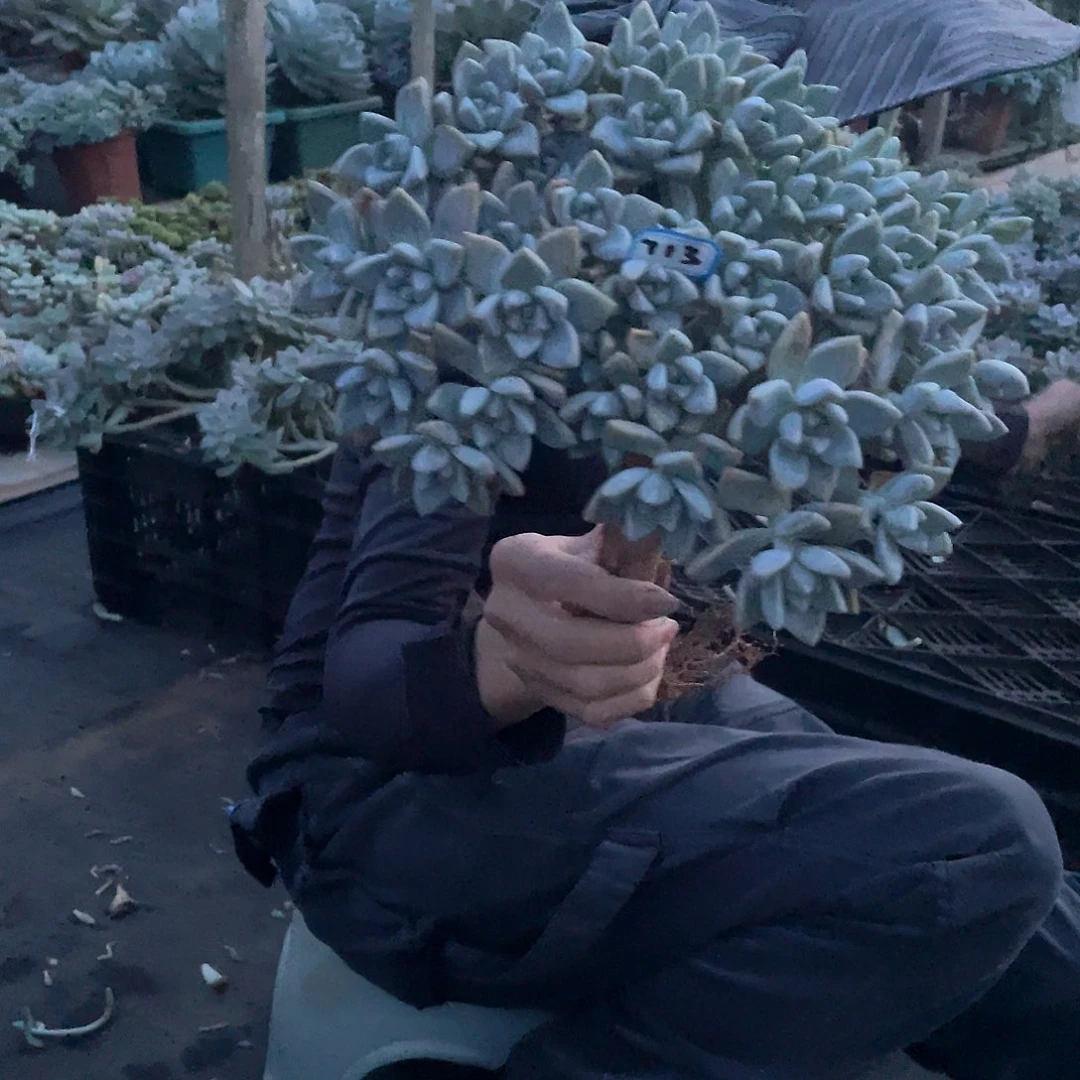 713 一物一拍淡雪缀
