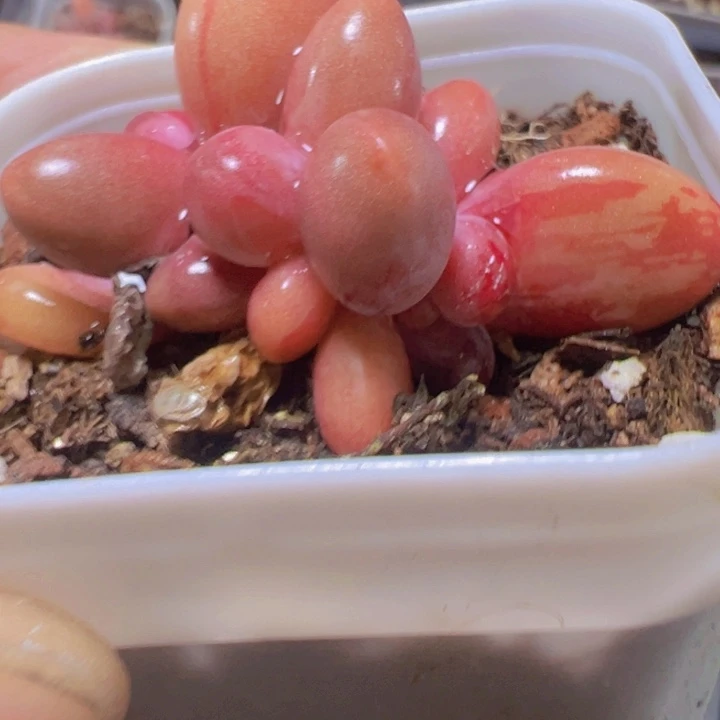 糖果美人精品多肉植物