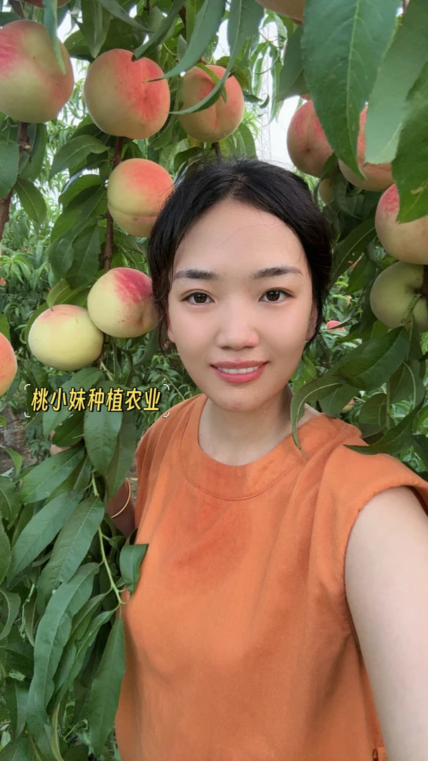 紫金玉脆-7月中下旬成熟(红毛桃) 粘核 口感脆甜 挂树期20天以上