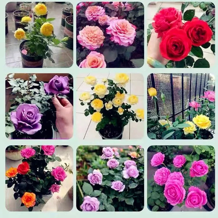 【福利款】一物一拍，独根老庄月季绿植