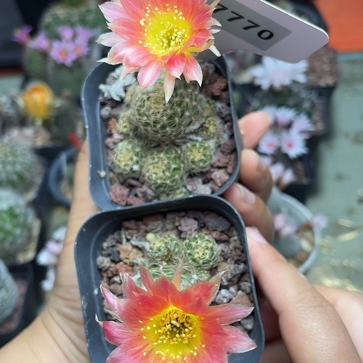7770两颗自根pink