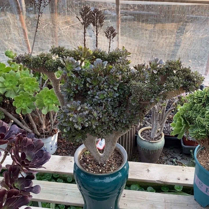 不带盆脱土裸根发货灰法师朵朵缀