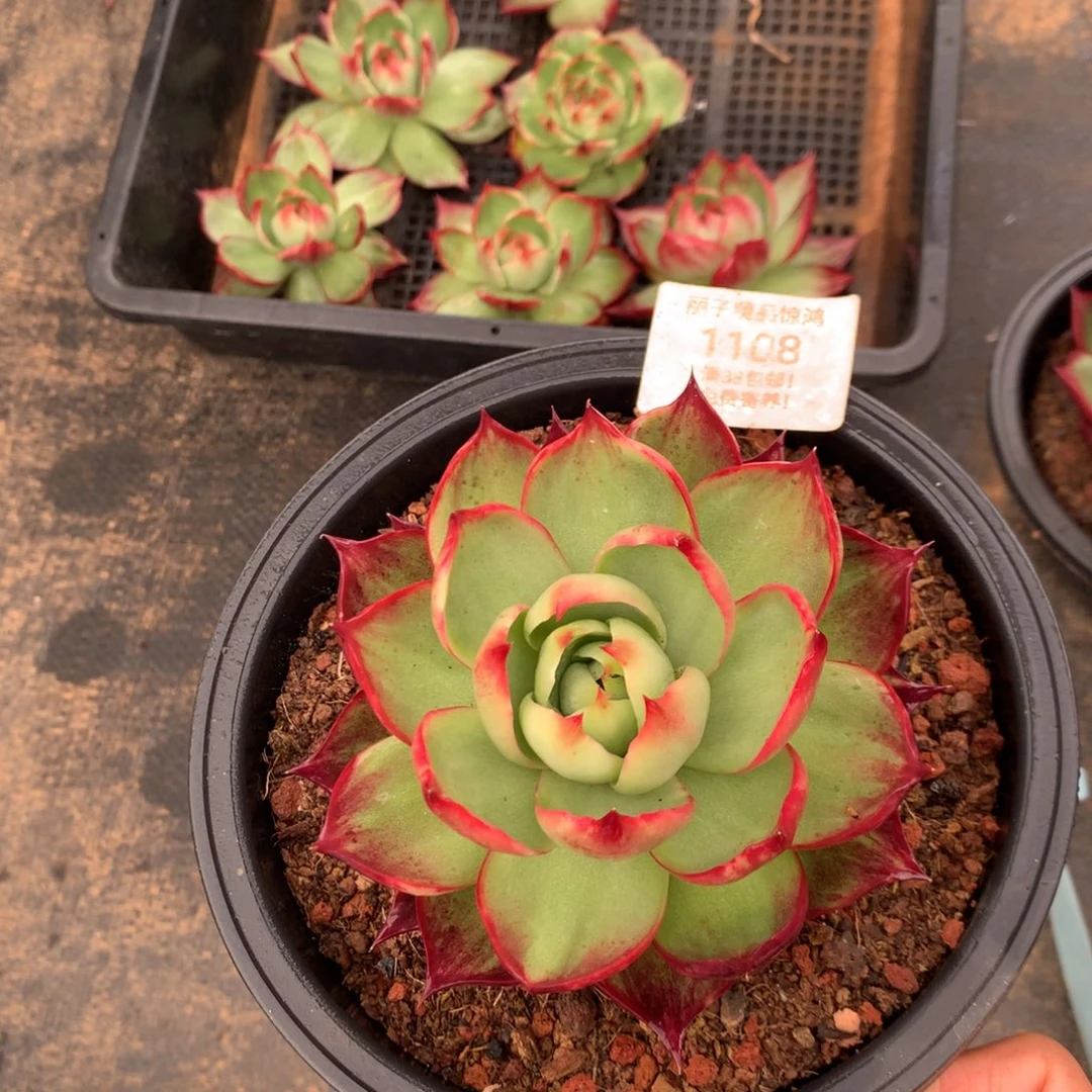 1108号多肉植物惊鸿10
