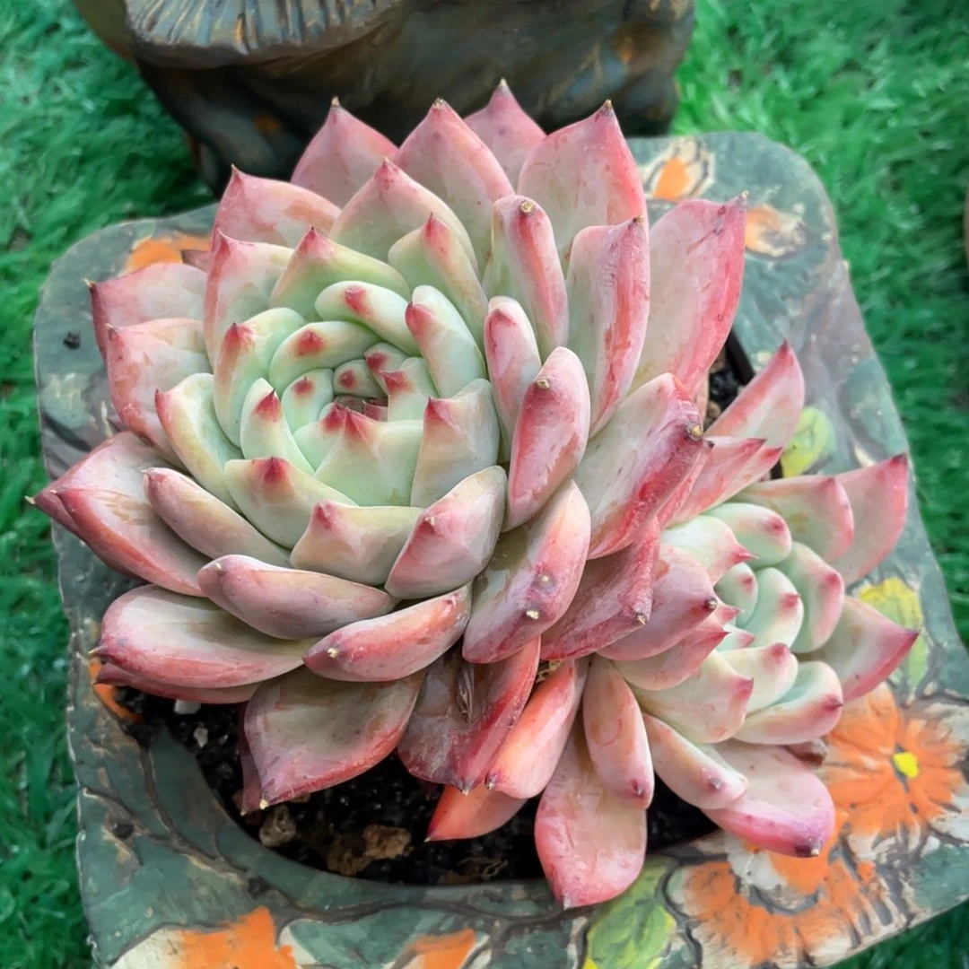 卡罗拉多肉植物盆栽多肉植物