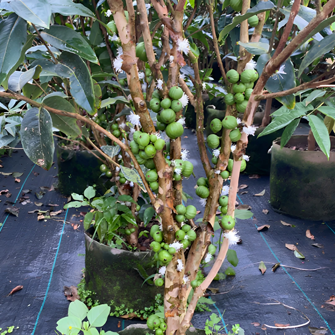 七年树龄。四季艾斯卡树苗带土带叶可盆栽地栽庭院种植。 顺丰包邮