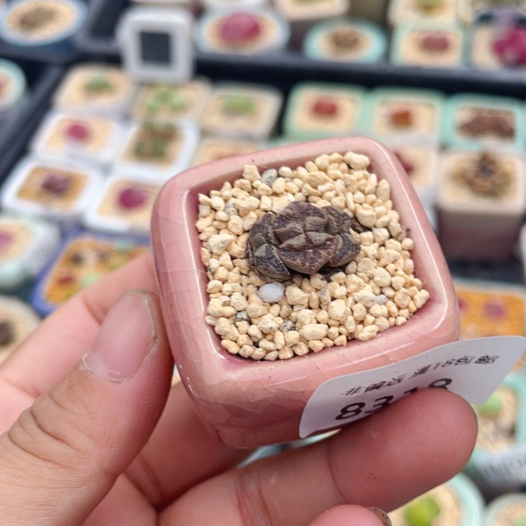 无花朵8318-一物一拍 带盆 福利