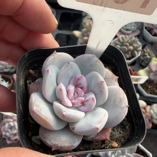 191雪天使多肉植物多