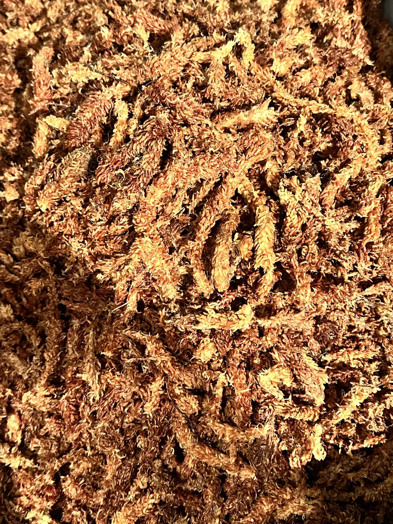 （水苔300g）软木板一物一拍，有需求联系客服或主播