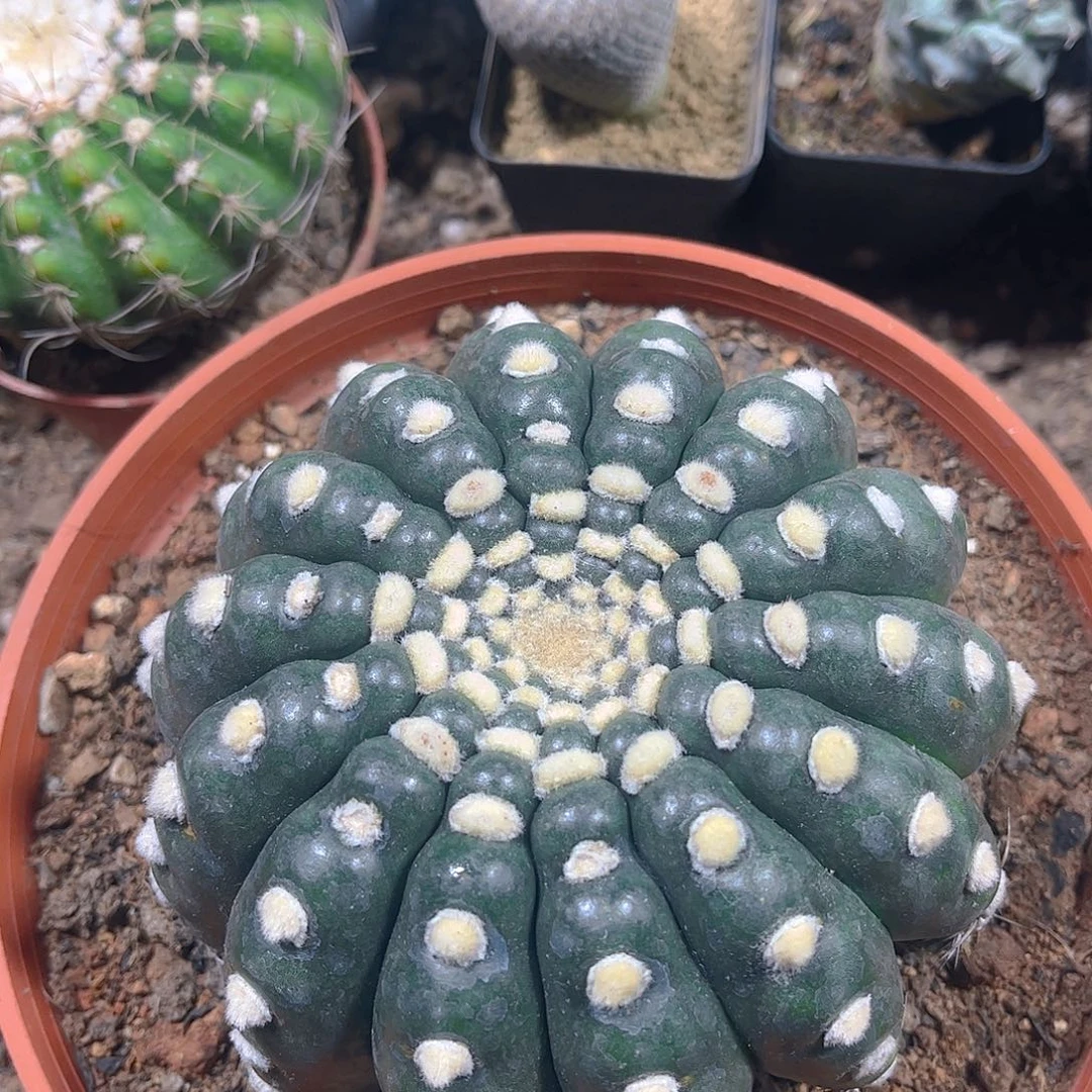 花一一一一一一一