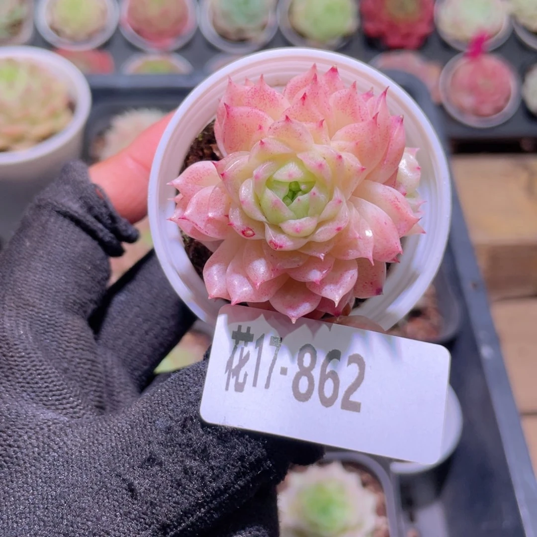 花利美17-862麦秆