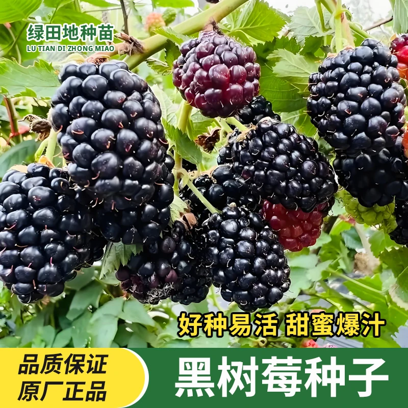 黑莓种子黑树莓种子露莓树莓种子欧美畅销水果小院庭院水果种子籽