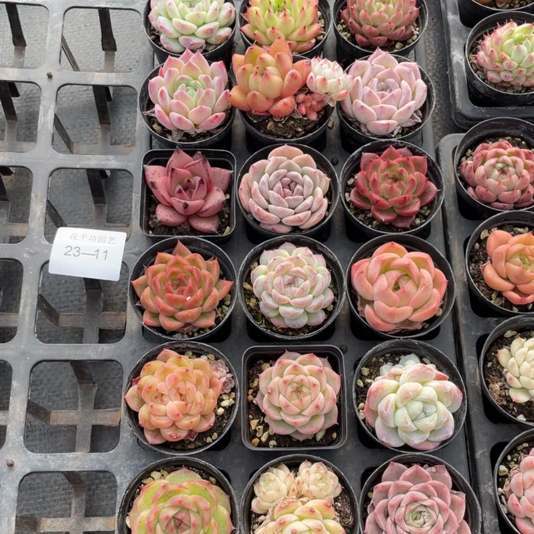 ?****?一物一拍18棵23-11