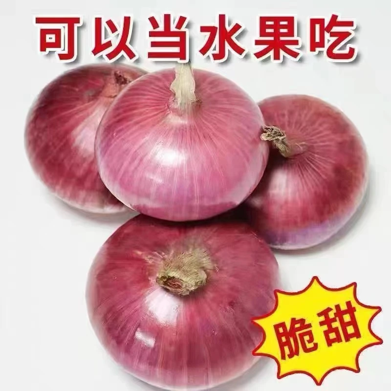 新鲜水果扁洋葱现挖的洋葱生吃微甜口专用农特产脆微辣微甜5斤 装