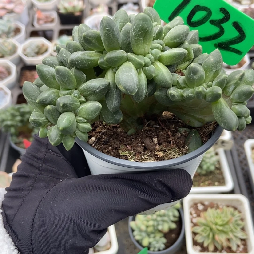 1032千代田缀多肉植物