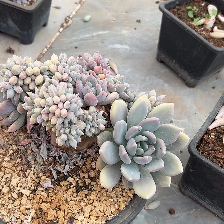 胖美人群生缀化多肉