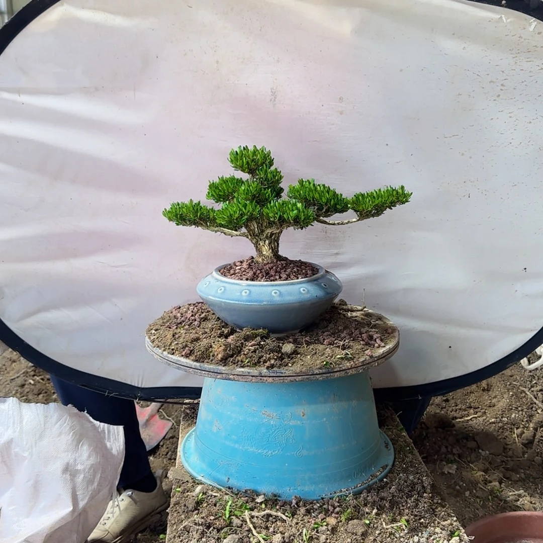 当前无花朵，栽培后可花朵