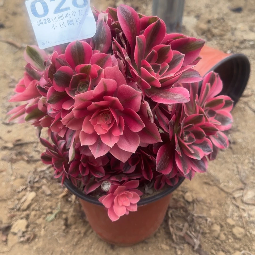 28号女郎母本清棚不包损