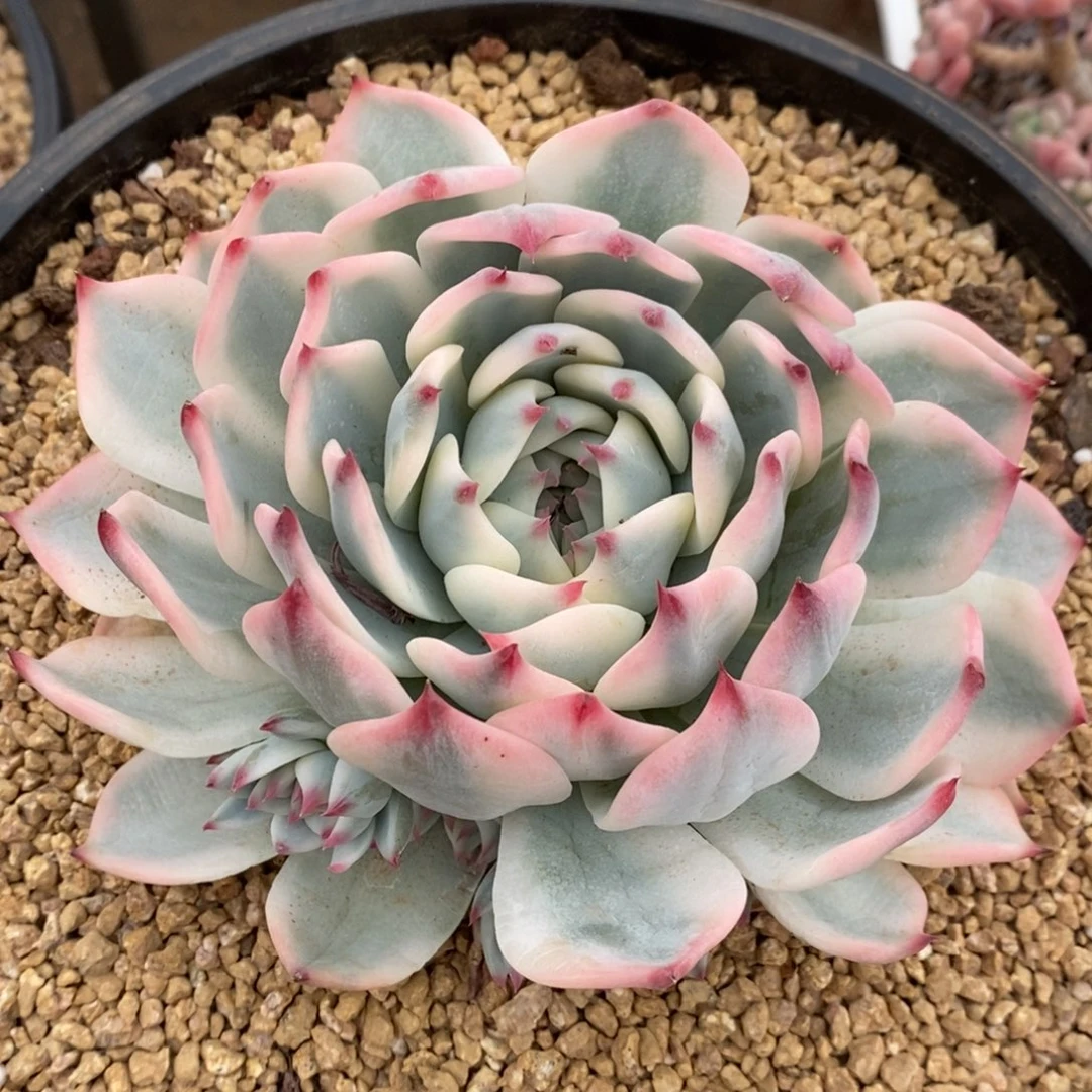 Y*吉娃娃锦多肉植物