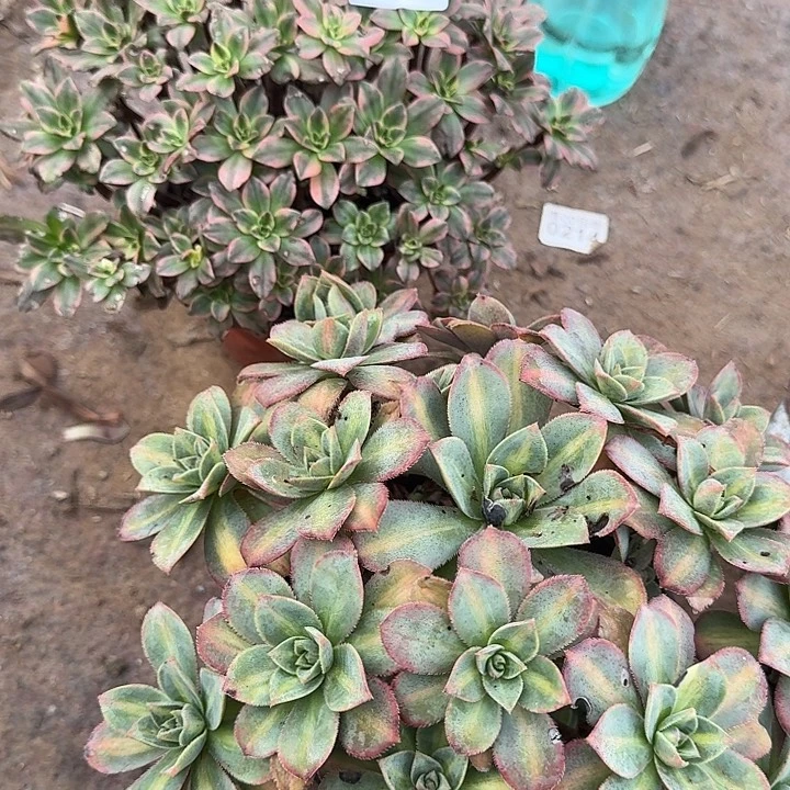 0403 甜茶 星报 法师多肉