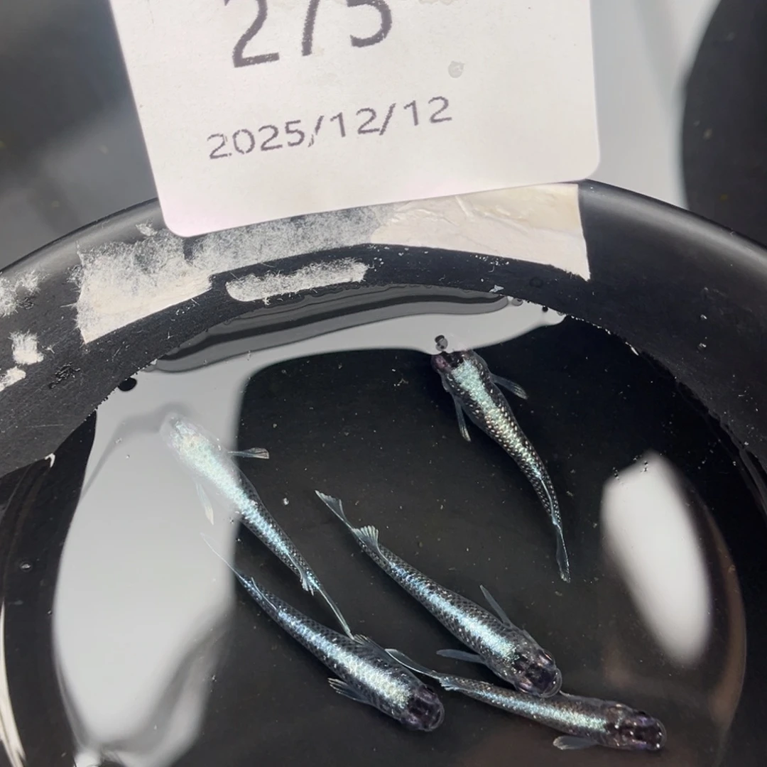 青鳉鱼275午夜裙摆五尾