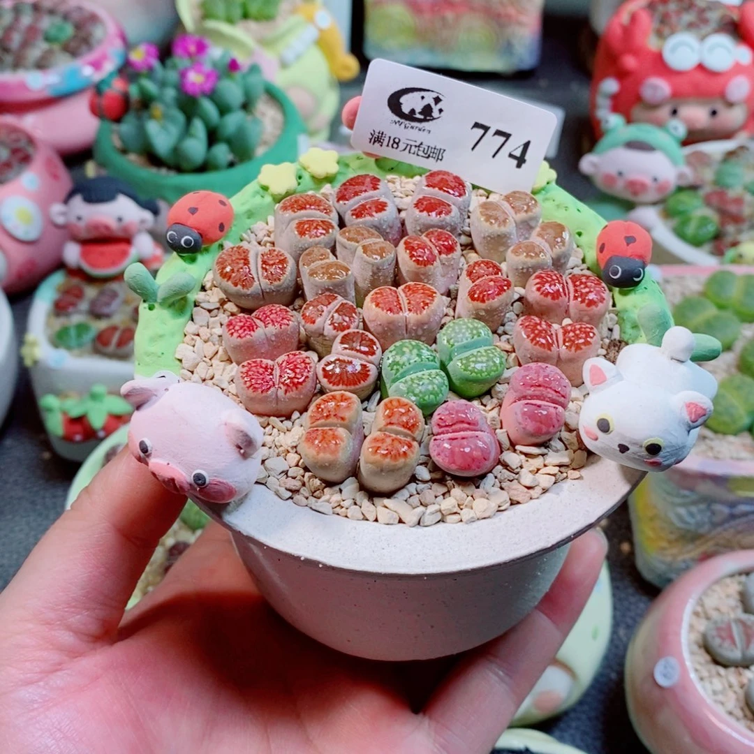生石花花花花花花774
