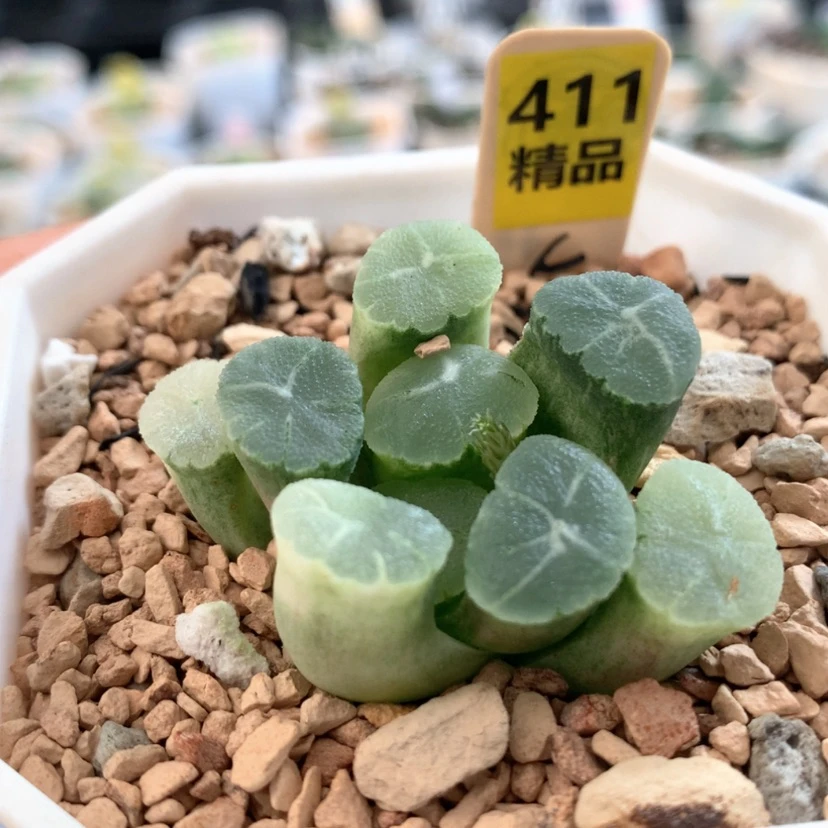 【闪购商品】411万象锦