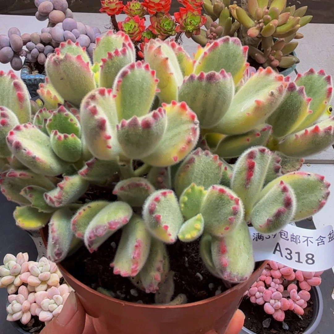 318/10cm彩熊不包整